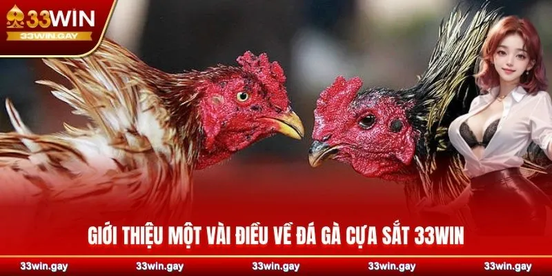 Đá gà cựa sắt 33WIN - Sàn đấu máu lửa của những chiến kê số 1 2 Giới thiệu một vài điều về đá gà cựa sắt 33WIN