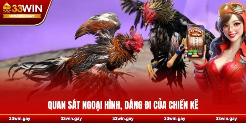 Đá gà cựa sắt 33WIN - Sàn đấu máu lửa của những chiến kê số 1 4 Quan sát ngoại hình, dáng đi của chiến kê